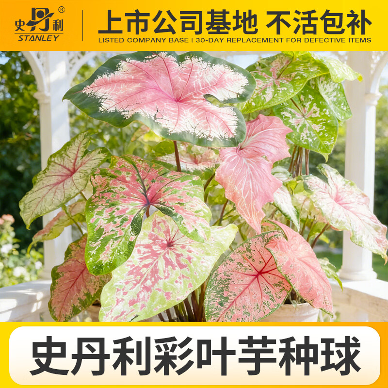 史丹利彩叶芋种球甜心球种白色恋人彩叶芋球粉色飞溅佛罗里达甜心 粉色飞溅(2-4cm)