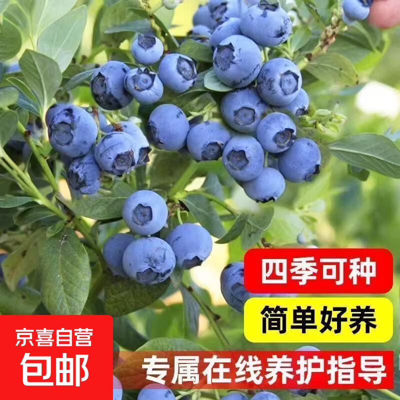四季正宗蓝莓苗盆栽地栽可食用当年结果南北方耐寒冻盆栽大果蓝莓 正宗蓝莓苗花香【1盆】+肥 原土球发货