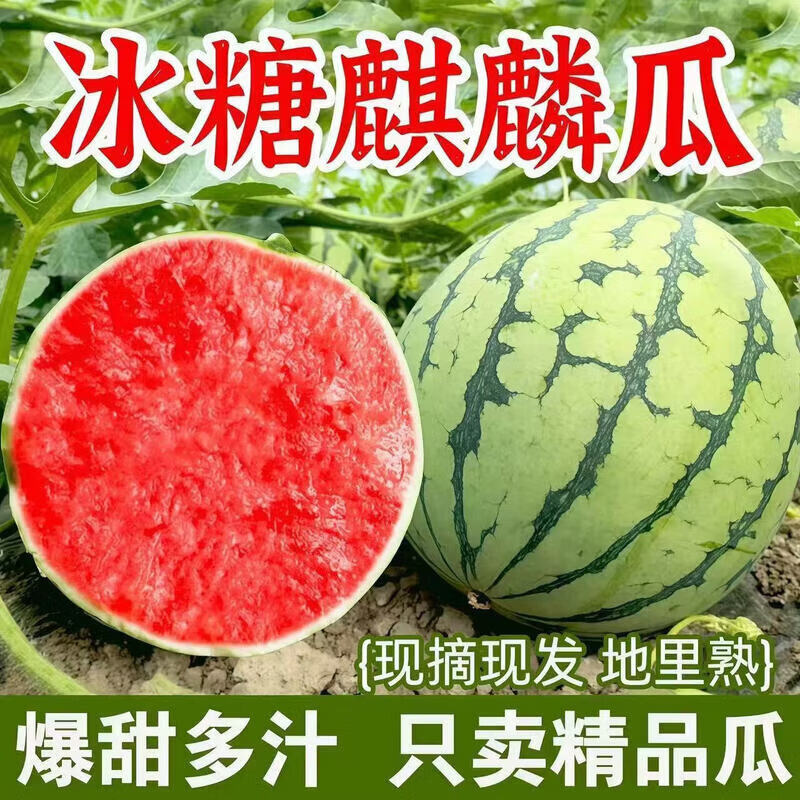 东鲜丰西双版纳西瓜麒麟西瓜正宗美都麒麟瓜冰糖红瓤西瓜当季新鲜水果 净重7-8斤【气柱+泡沫箱】