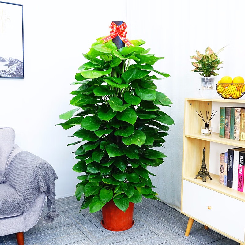 网络大型绿植商品历史价格查询|大型绿植价格比较