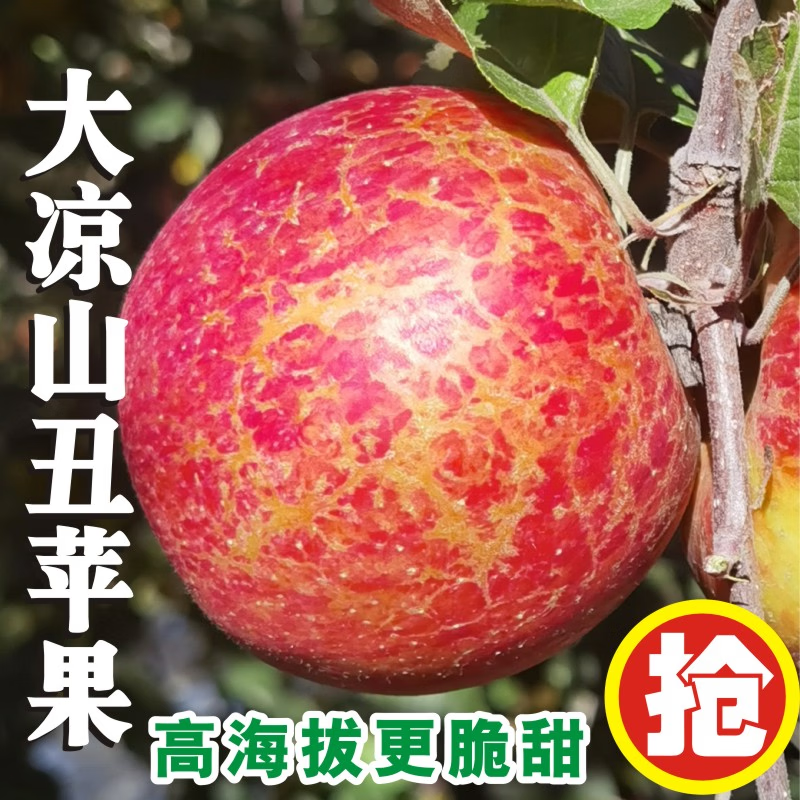鑫果伴正宗大凉山高原丑苹果脆甜当季新鲜水果盐源红富士冰糖心 净重4斤单果60mm+