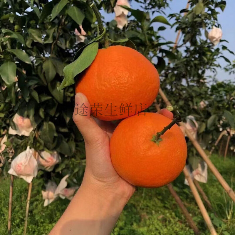 【彩箱发货】果冻橙爱媛38号果冻橙新鲜当季水果手剥橙子孕妇 ：果王【单果81mm起】净重8斤 【彩箱+泡沫托】箱未满量已足