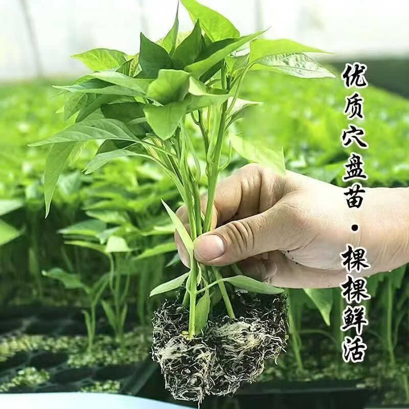 螺丝椒苗 香辣特大辣椒种籽螺丝椒薄皮蔬菜苗秧孑- 螺丝椒苗100颗【带土发货】