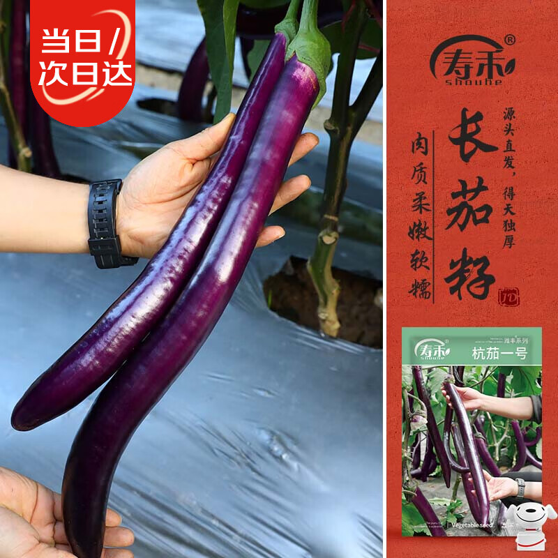 寿禾 长茄种子苗杭茄白肉紫皮家庭种植菜种籽 潍丰杭茄一号种子150粒