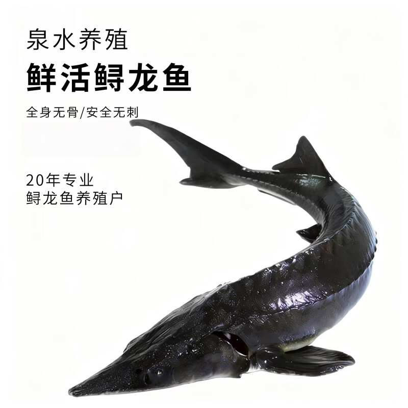 源外园鲟鱼鲜活大鱼中华养殖鲟龙鱼包活到家软骨无刺冷水鱼送礼鲟鱼礼盒 16-18斤/条【数量稀少,营养价值高】