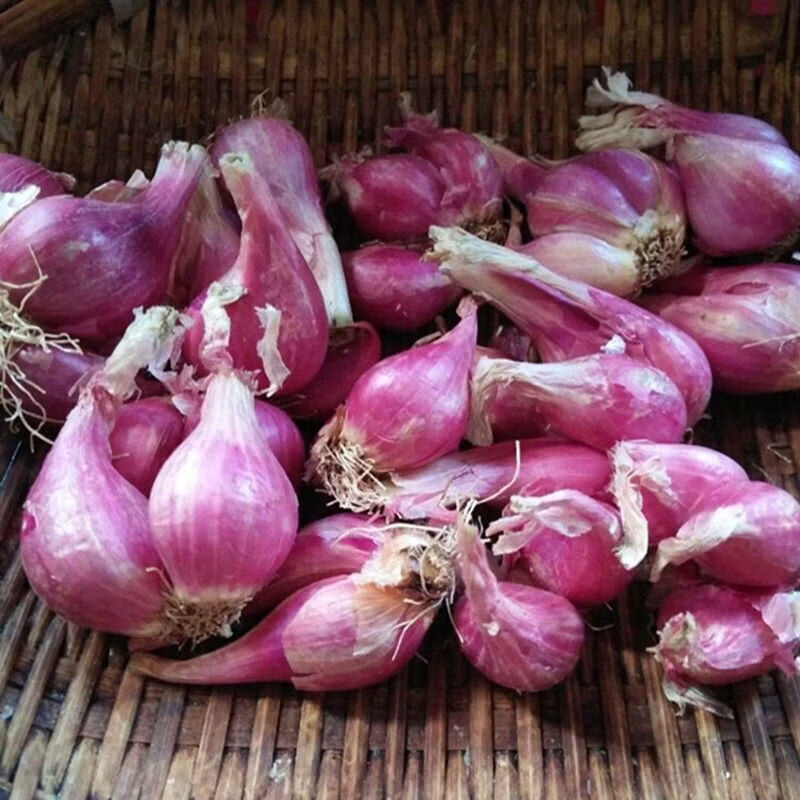 北森南屿四季小香葱种头四川葱种葱种子种籽小葱头红葱本地火葱头种批发 3斤