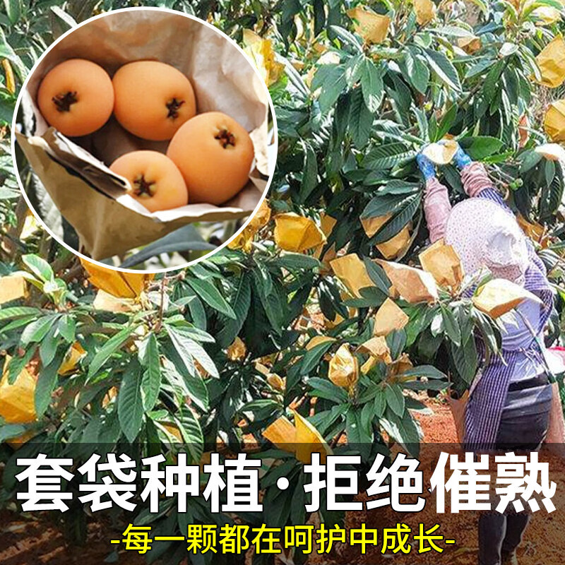 四川米易五星大枇杷水果礼盒高山现摘现发当季新鲜纯甜琵琶特大果 1.4斤礼箱装【90%品尝后选择5斤装】净重1斤  A+级商超果【单果20-30g】【JD顺丰多地次日达】