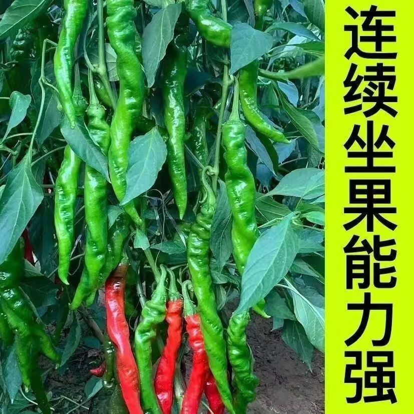 螺丝椒苗 香辣特大辣椒种籽螺丝椒薄皮蔬菜苗秧孑- 螺丝椒苗100颗【带土发货】