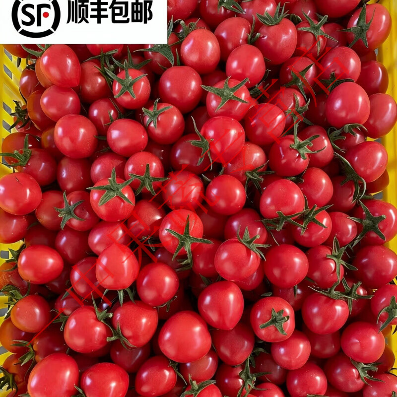正宗山东千禧小番茄 现摘脆甜小西红柿 顺丰 无公害应季水果 现摘现发【顺丰】 带箱5斤--5.2斤【】