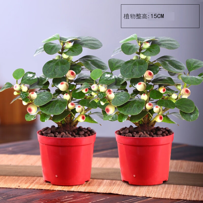 小冤家小盼菩提樹盆栽綠植物室內(nèi)花盆景辦公室桌面觀葉四季客廳好養(yǎng)活樹 2盆-菩提【帶果發(fā)貨】原盆原土