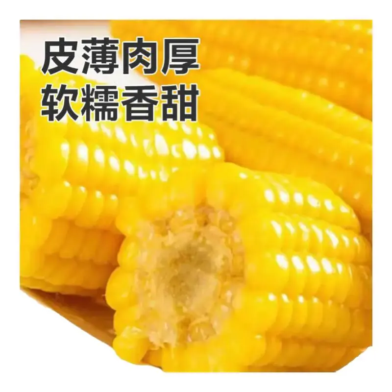 佟创东北黄糯玉米棒 新鲜甜糯玉米棒 代餐轻食真空包装黏粘玉米 东北黄糯玉米200g*10根