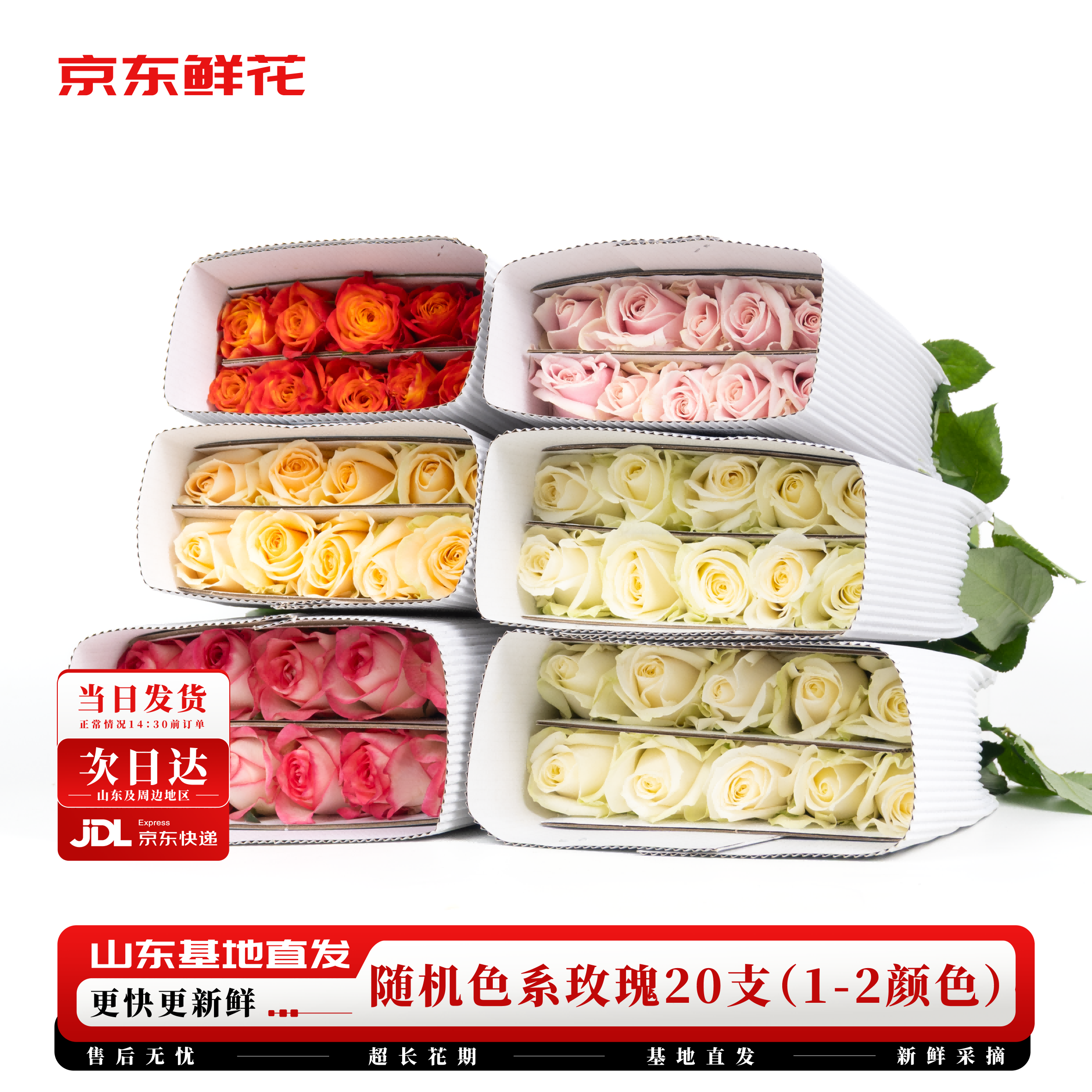 京东鲜花玫瑰花随机颜色20枝(1-2种颜色)40cm基地鲜切花生活花束源头直发