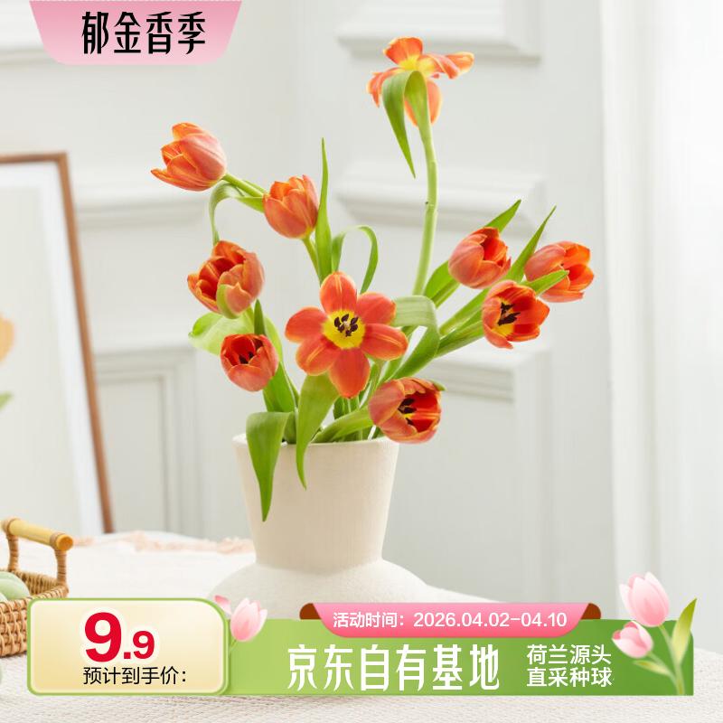 【京喜自营】鲜花合集！<br />9.9元 郁金香 随机色10枝<br - 线报酷