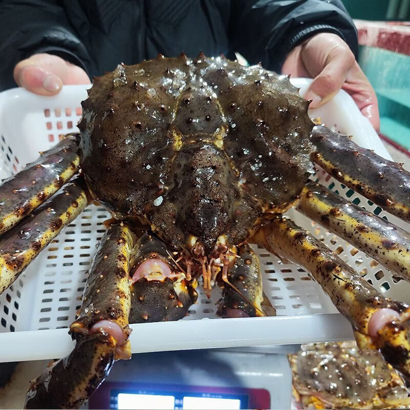 速冻蟹俄罗斯进口海鲜水产帝皇蟹超特大冰鲜长腿大螃蟹长脚蟹 非净重含冰衣20%