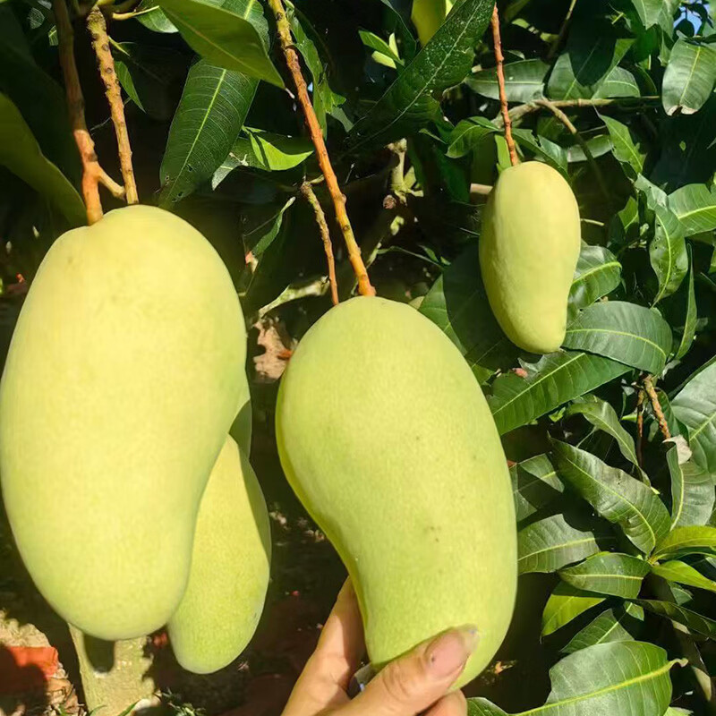 芒果 海南三亚金煌芒 个大肉厚香甜 大青芒 当季热带水果礼盒装 8斤礼盒装