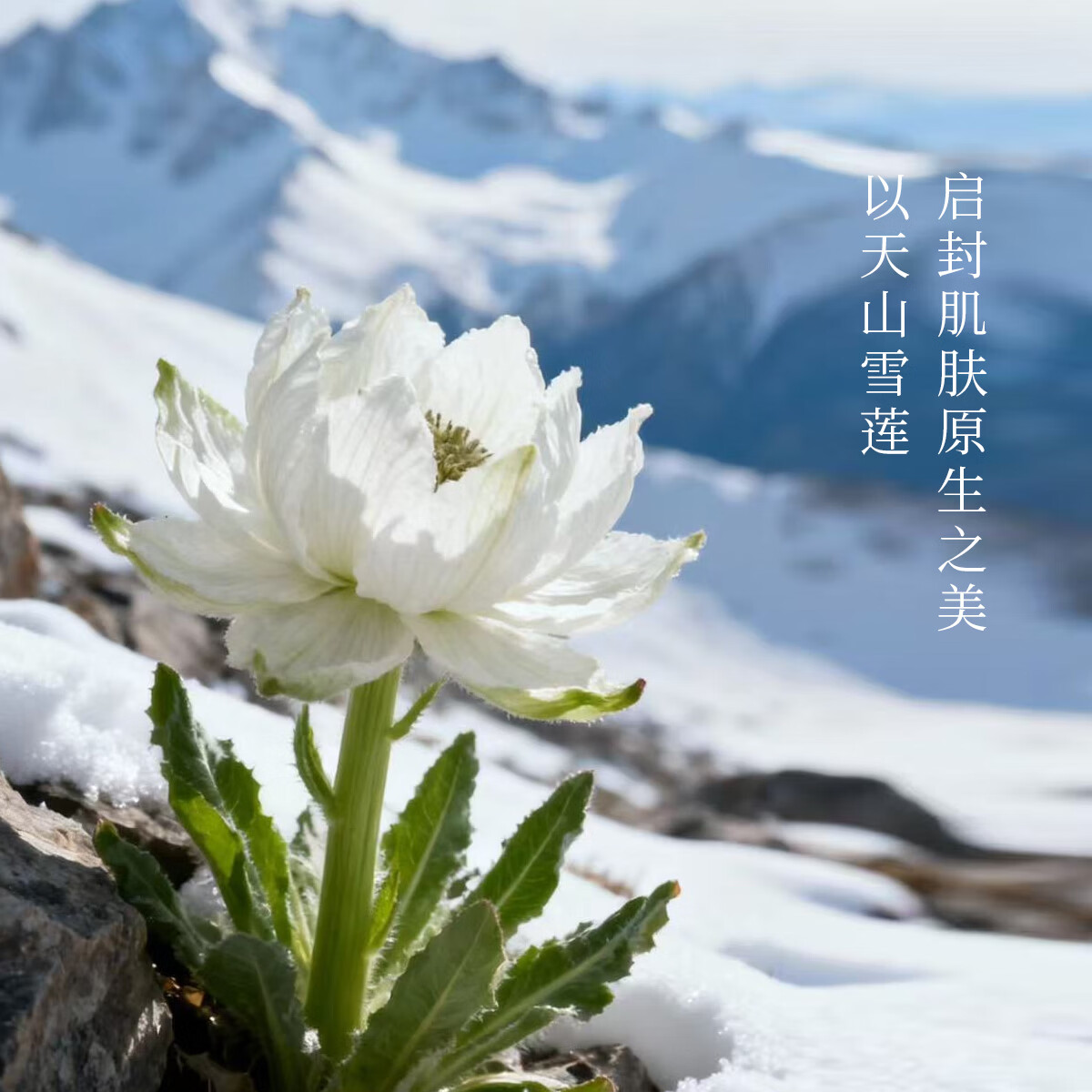 花兰槿凝时赋活紧致抗皱保湿精萃水