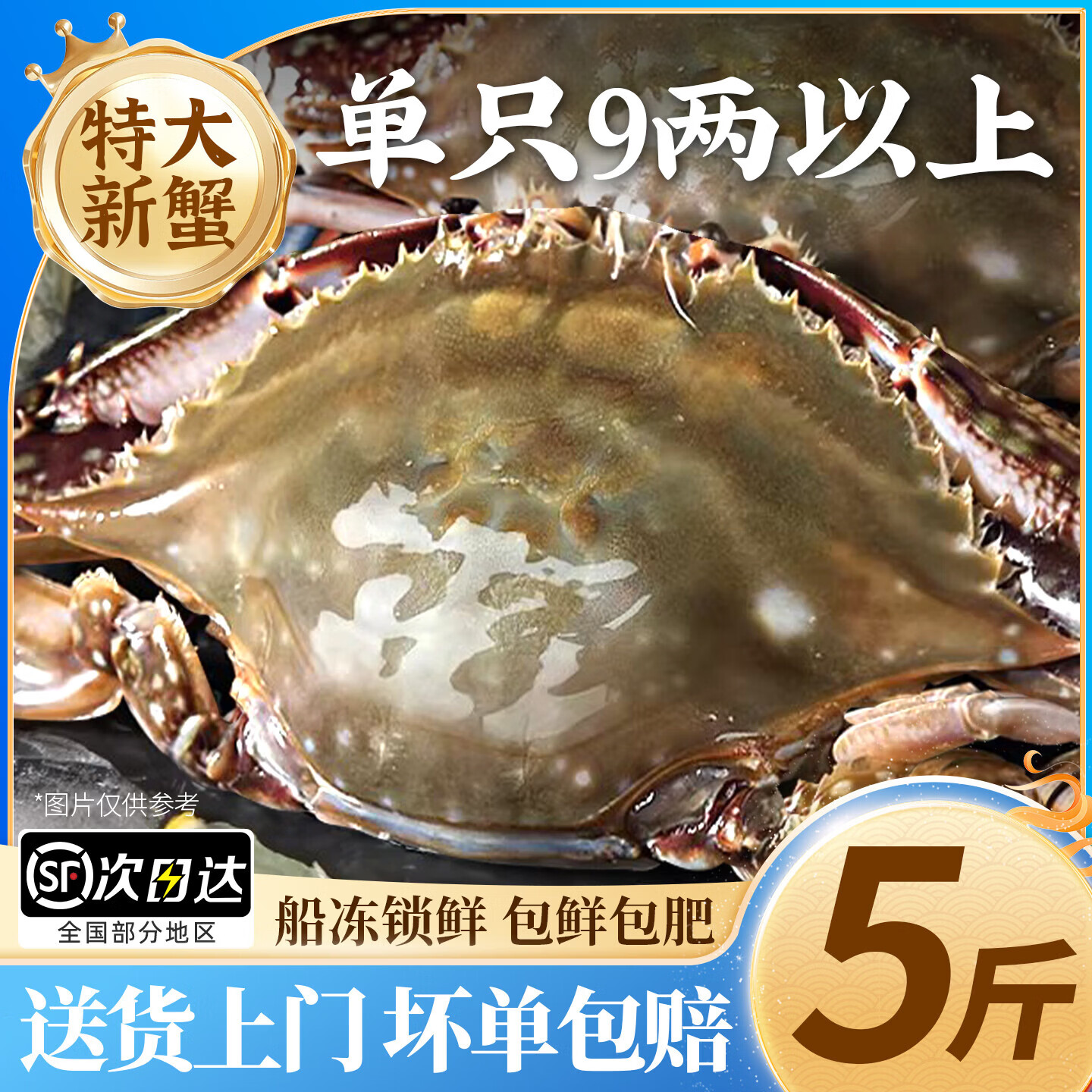 梭子蟹鲜活特大野生舟山大螃蟹海鲜新鲜冷冻海蟹水产飞蟹白蟹顺丰 9两以上/只 【净重5斤大梭子蟹】