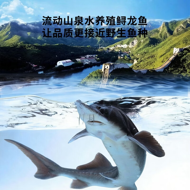 源外园鲟鱼鲜活大鱼中华养殖鲟龙鱼包活到家软骨无刺冷水鱼送礼鲟鱼礼盒 16-18斤/条【数量稀少,营养价值高】