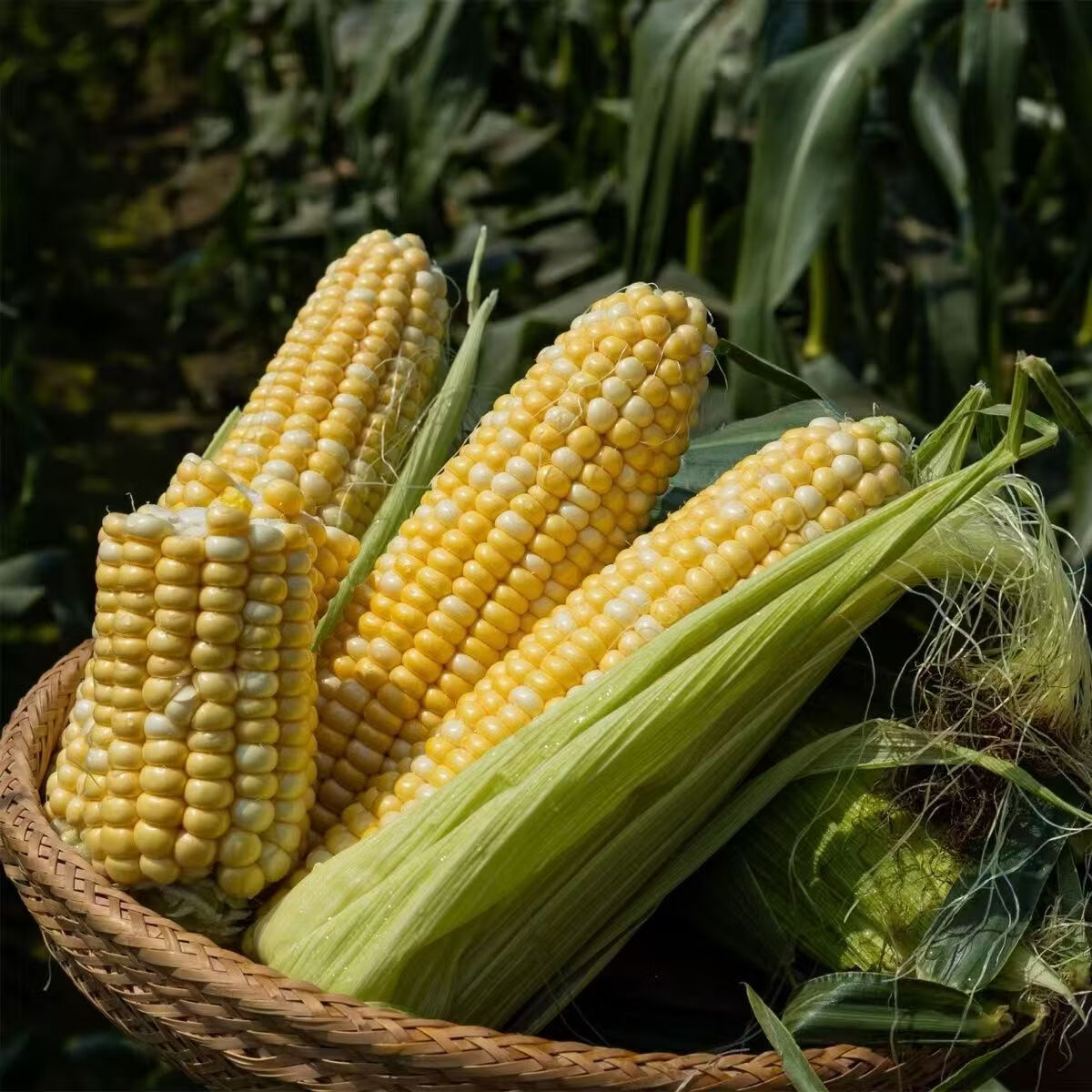 农锅锅玉米云南水果玉米甜玉米金银玉米双色玉米精选多汁带绿皮 鲜玉米带箱9斤净重8.2斤
