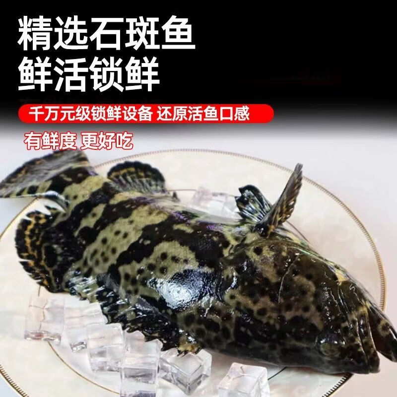 添渔港新鲜石斑鱼老虎斑珍珠斑活鱼冷冻大号整鱼深海海捕海鲜龙胆石斑鱼 【1条装】500-600g