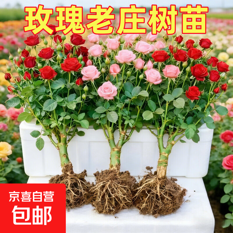 玫瑰老桩带花苞月季花苗大花盆栽花卉室内阳台好养活土培苗多年生 玫瑰老桩【36种花色随机发】混色3颗【当年开花】