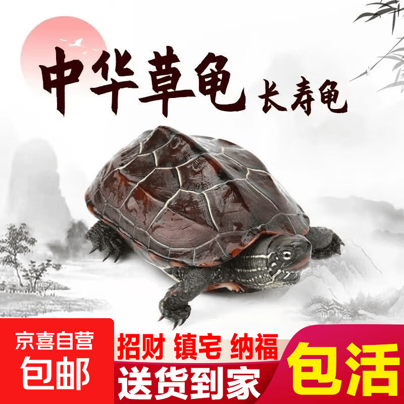 草龟活体小乌龟活物外塘长寿龟乌龟缸宠物观赏龟金线龟墨龟草龟苗 草龟2-3厘米1只【送龟粮】