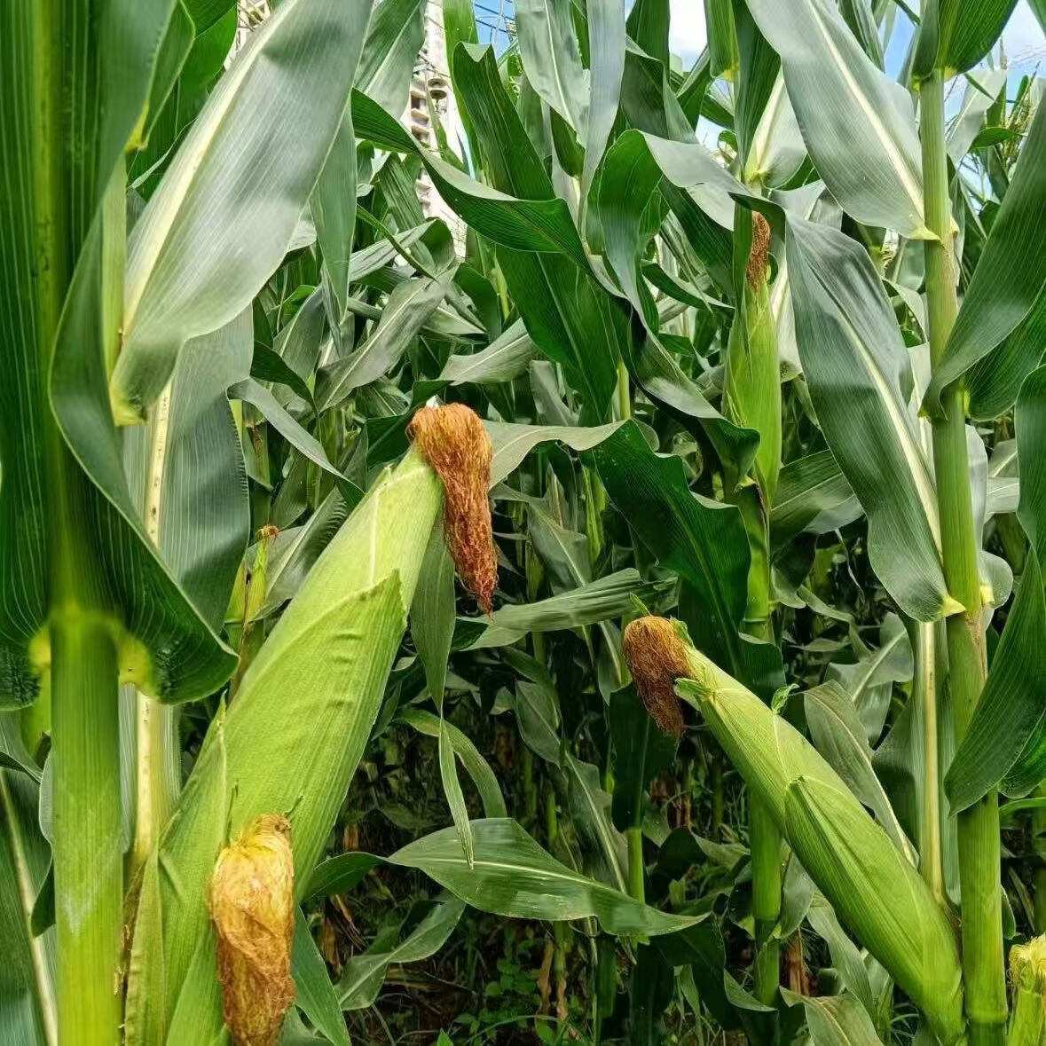 农锅锅玉米云南水果玉米甜玉米金银玉米双色玉米精选多汁带绿皮 鲜玉米带箱9斤净重8.2斤