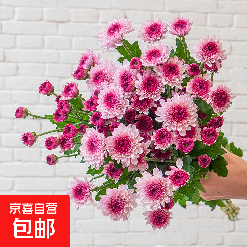 小雏菊鲜切花花期超长新手友好鲜花云南基地直发 随机单色小雏菊5枝