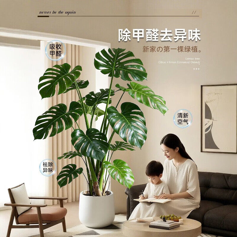 雅致龟背竹客厅大盆栽大叶开背老桩高级感绿植物办公室内好养落地盆景 精品S级龟背竹100-120cm【白色菱形盆】