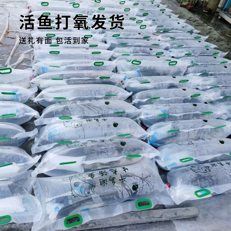源外园千岛湖胖头鱼活鱼到家 花鲢胖头鱼 大头鱼鲜活乌鲢鱼鳙鱼淡水特产 4-5斤活鱼【包活到家】