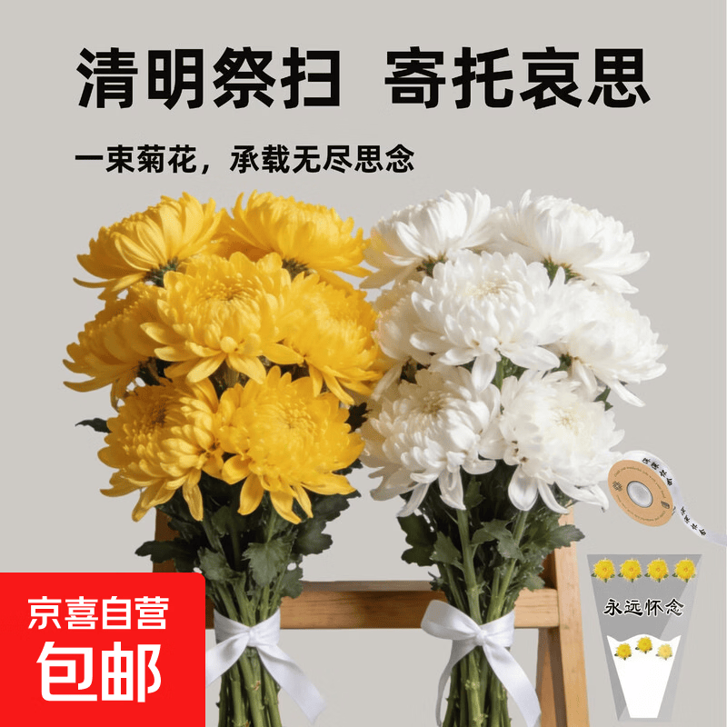 清明节菊花黄菊白菊鲜花大花苞基地鲜采打包直发供港标准采后处理 白菊10+黄菊10枝-55cm送套袋x2丝带x2