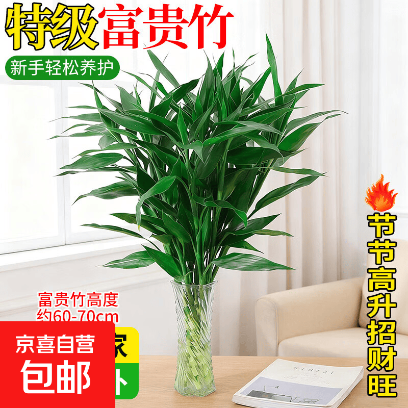 富贵竹水培植物室内客厅办公室招财绿植四季常青好养转运竹盆栽 【5棵】A级富贵竹60-70CM高+不含瓶