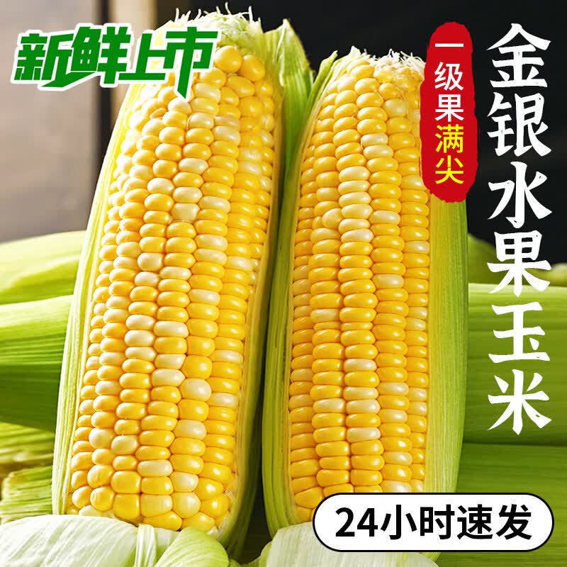 蒲恋 水果玉米【闪送-多地次日达】新鲜玉米甜玉米棒新鲜现摘蔬菜 5斤S+精选果【单果300g+】净重4.5斤