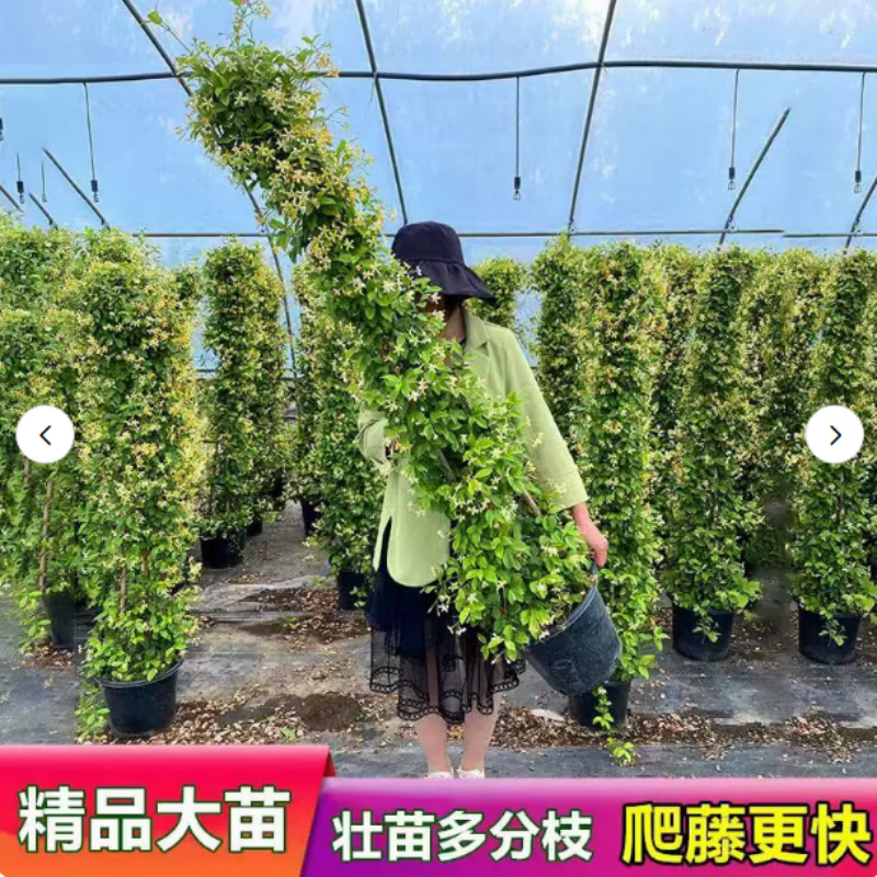 风车茉莉爬藤植物盆栽大苗棒棒糖花苗耐寒耐旱阳台庭院开花浓香型 白色爬藤茉莉【1.8-2.0米】
