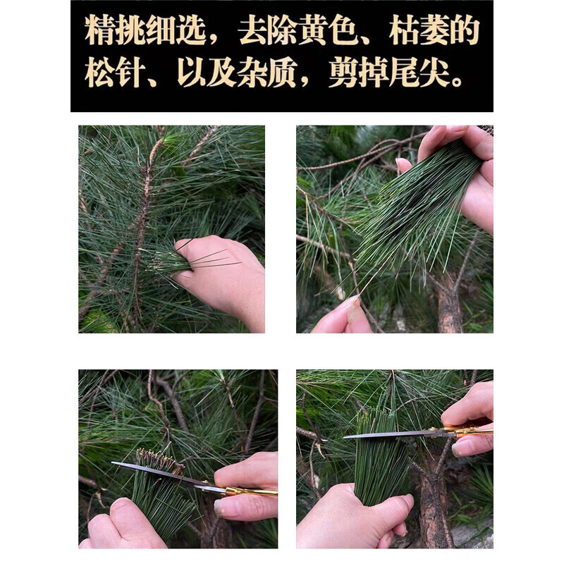 同仁堂(TRT)松针茶叶四川野生中药材松针的功效与作用新鲜马尾松针茶叶泡水喝 特级松针茶3罐 250g*3罐 三高克星
