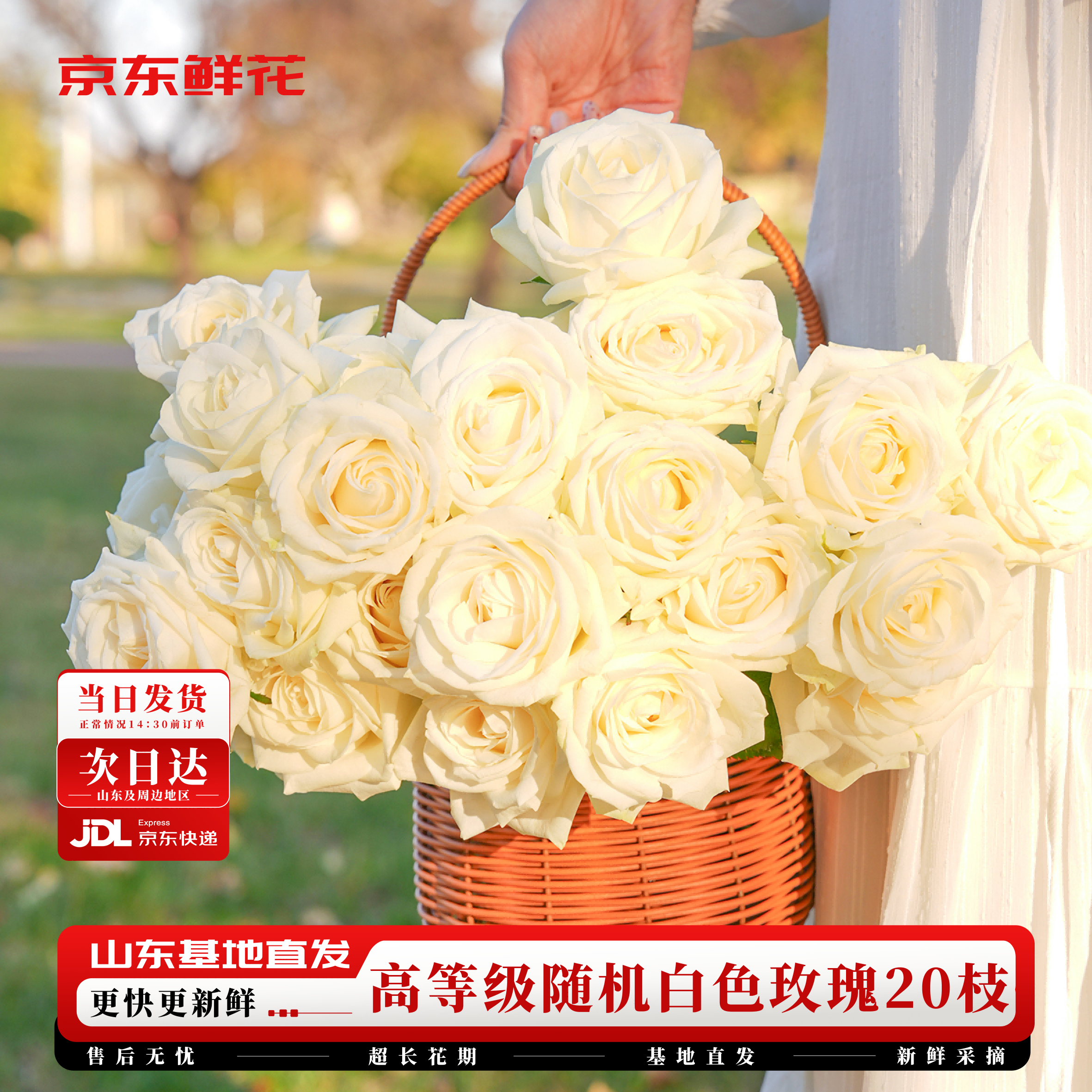 京东鲜花玫瑰花白色随机20枝无土栽培枝长50-55cm礼品花山东基地源头直发