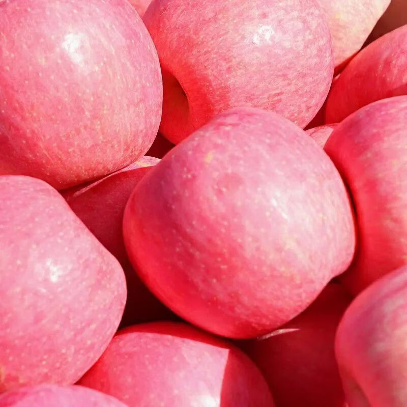 正宗山东烟台红富士苹果脆甜栖霞新鲜苹果水果生鲜批发一整箱 5斤大果7-9个（80-85mm）