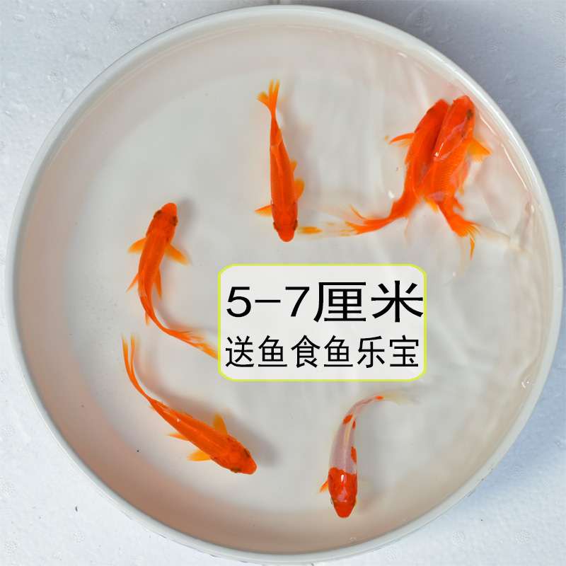 养鱼 相关京东优惠商品 2 价格图片品牌优惠券 虎窝购 养鱼 相关京东优惠商品 2 价格图片品牌优惠券 虎窝购