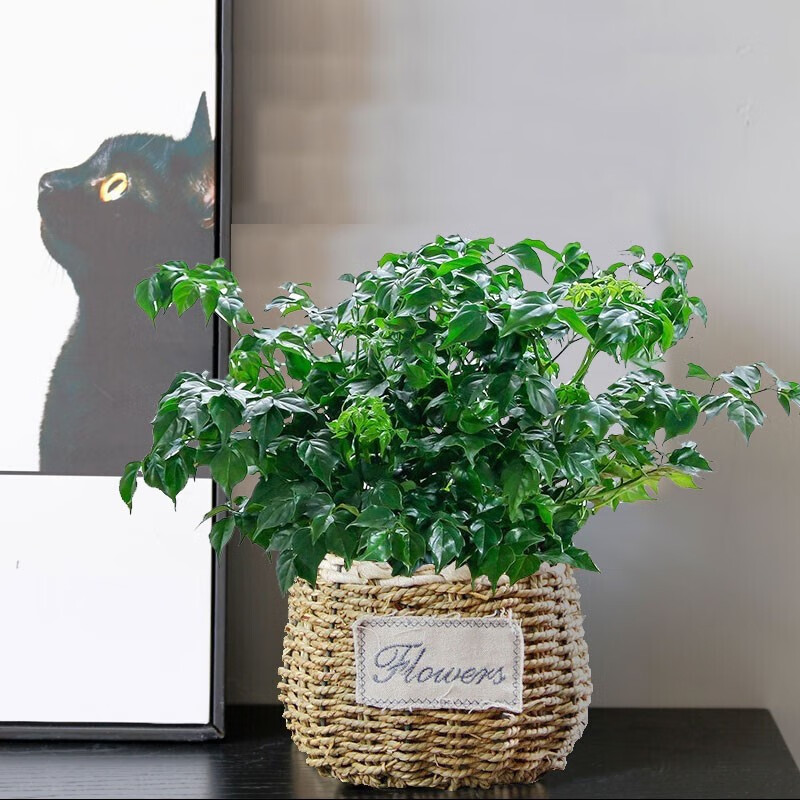 京佳乐田园风幸福树吊兰金钱树发财小型盆栽好养桌面植物 幸福树草编