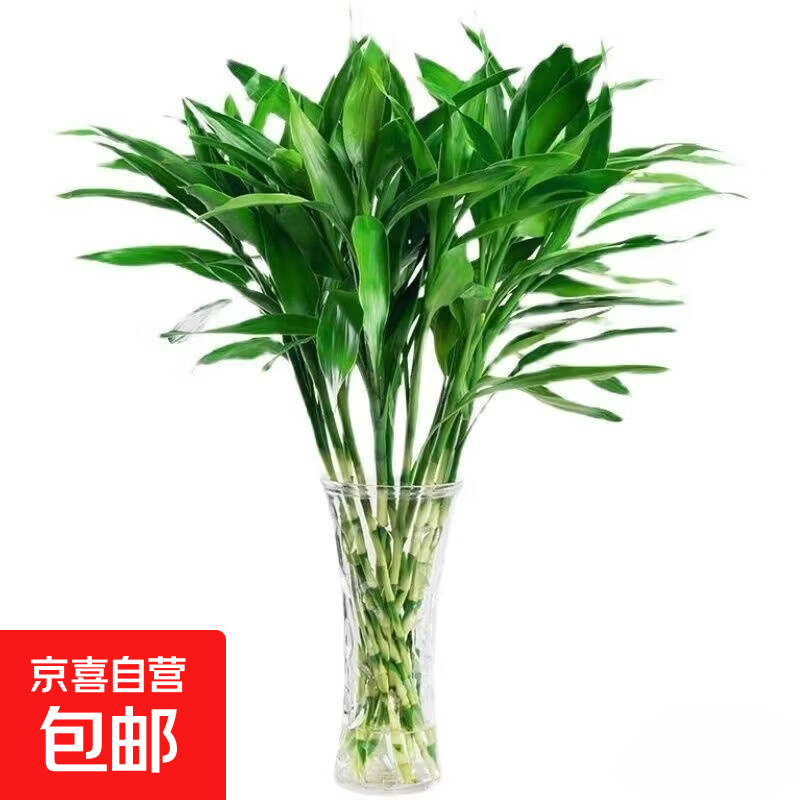 富贵竹水培植物室内招财绿植插瓶插花净化空气办公桌面转运竹 富贵竹65cm10支
