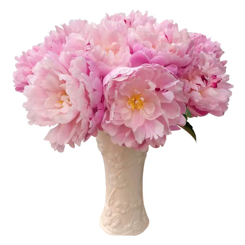 ToSpring山东重瓣芍药山东菏泽产地直发鲜切花鲜花家庭插花花束 山东特A级重瓣芍药粉色5枝