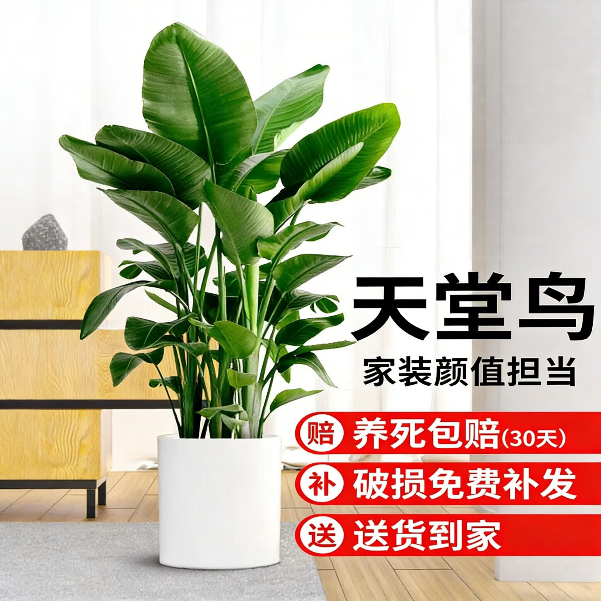 雅致天堂鸟盆栽室内客厅大型绿植办公室大叶植物花卉鹤望兰新房去甲醛 精品天堂鸟1.4-1.6米【白色罗马柱树脂盆】 京东折扣/优惠券