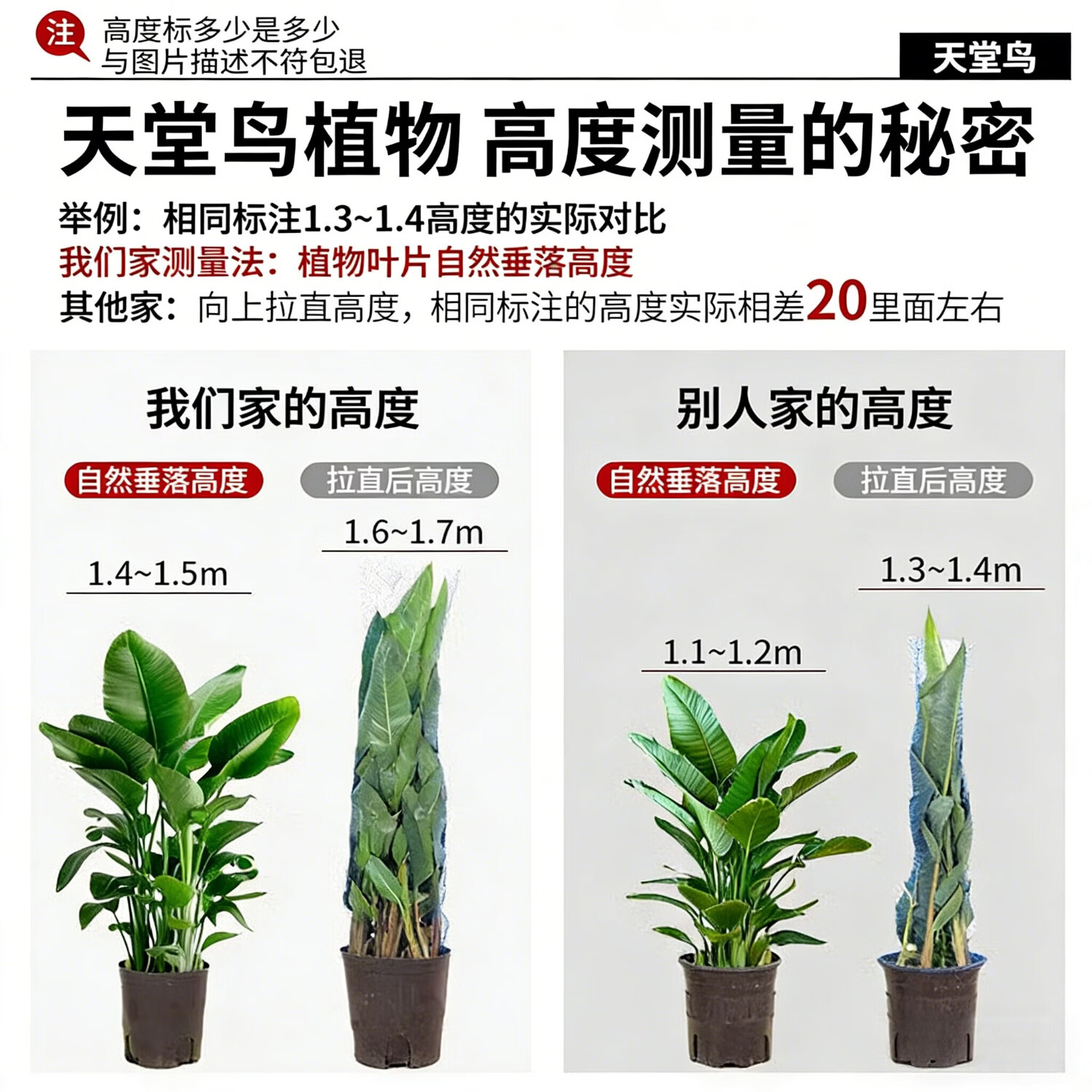 雅致天堂鸟盆栽室内客厅大型绿植办公室大叶植物花卉鹤望兰新房去甲醛 精品天堂鸟1.4-1.6米【白色罗马柱树脂盆】