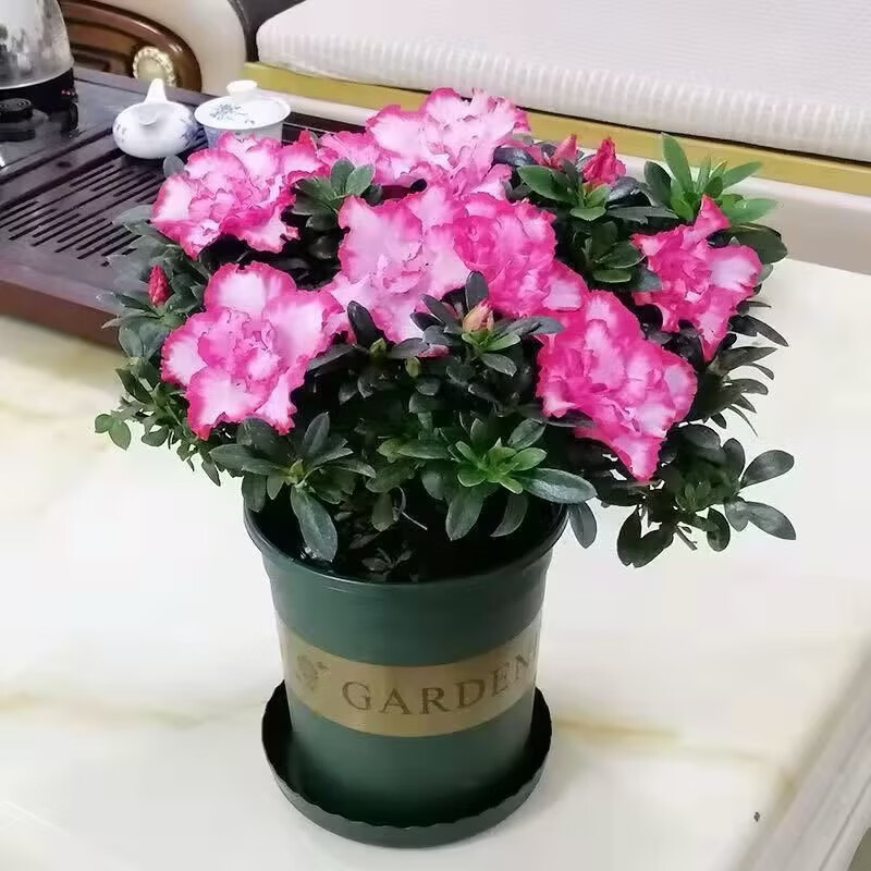 杜鹃花盆栽带花苞发老桩大棵四季开花植物室内外阳台好养易活花卉 一盆