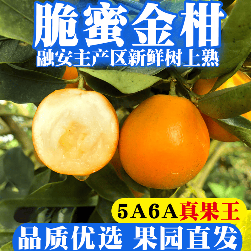 广西融安脆皮金桔脆蜜脆蜜金柑第三代甜橘果园直发 3斤 脆蜜金桔5A(大果王)11-14粒/斤 【金桔王】