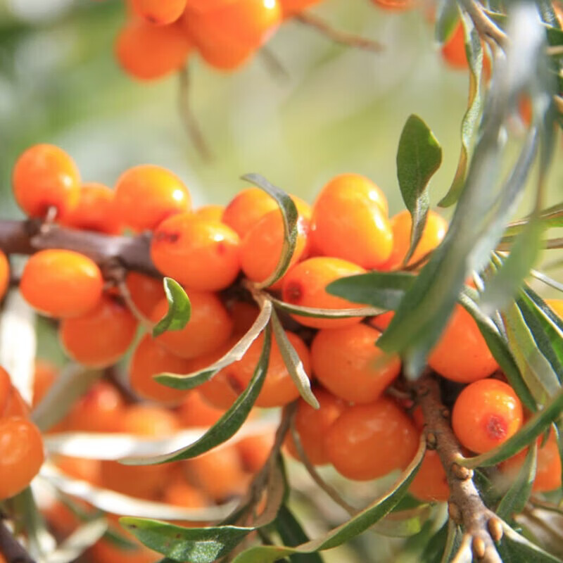 玛依莎【京东快递】新疆沙棘原浆野沙棘汁原生大果NFC工艺全果鲜榨汁 沙棘原浆 500mL*4袋