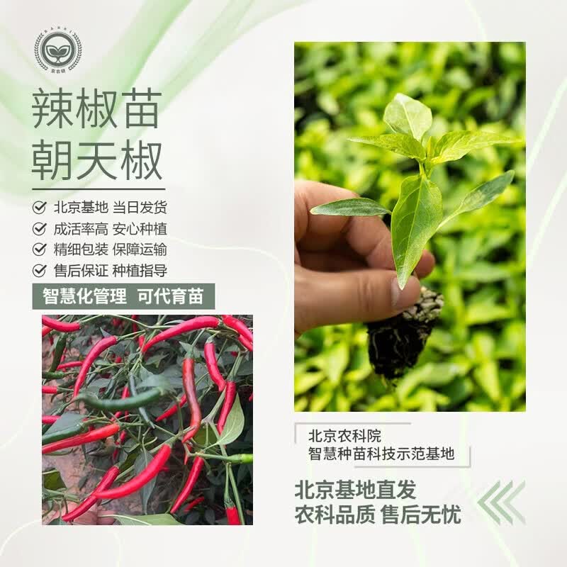 京农研（BARSI）京农研农科院辣椒苗二荆条小米辣螺丝椒朝天椒甜椒地栽蔬菜秧苗 朝天椒苗 5棵