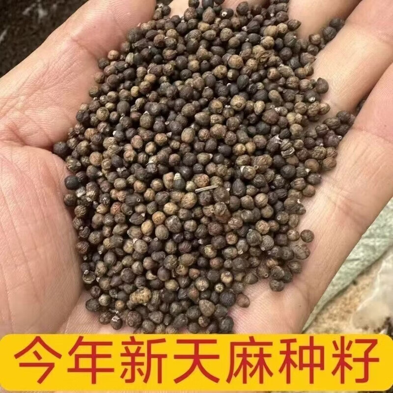 朵芮蜜高产天麻种子高发芽率秋冬种植2026新高产蔬菜种子乌红天麻种籽子 500粒 【当年新种】