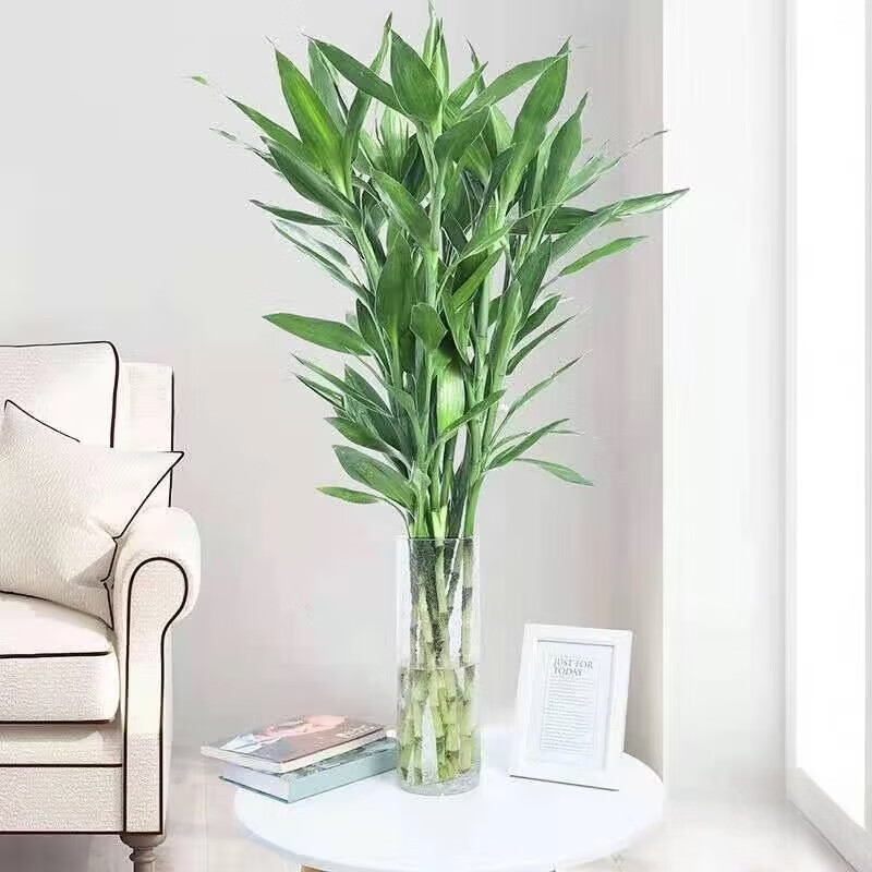 富贵竹水培植物室内招财绿植插瓶插花净化空气转运竹生活鲜花 富贵竹65cm10支 图 3