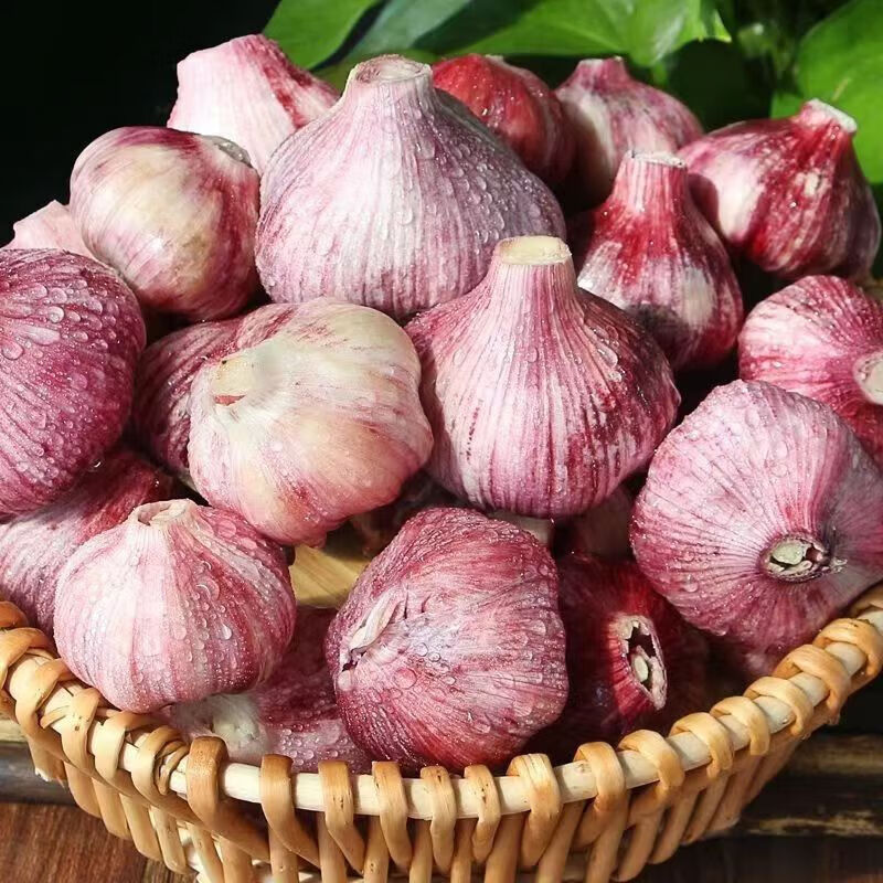 绿亚梦新鲜蒜新鲜大蒜现挖新鲜多瓣紫皮大蒜大蒜头湿蒜红皮鲜蒜腊八蒜 5斤中果